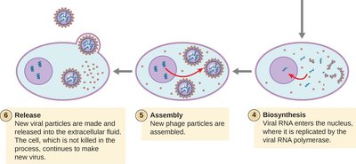 Animal virus biosynthesis, assembly, and release