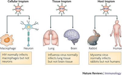 Cellular, tissue, and host tropism