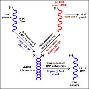 ssDNA virus replication