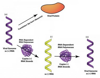 +ssRNA virus translation