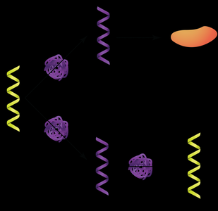 -ssRNA virus replication and translation