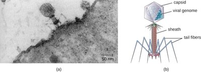 Bacteriophage infecting a bacterial cell