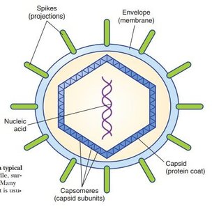 Diagram of viral structure