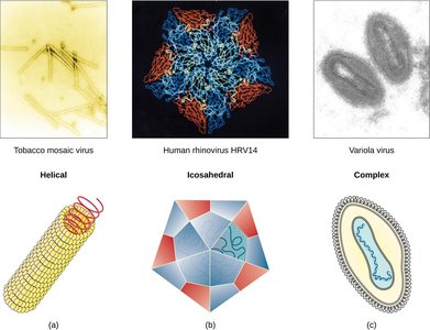 Capsid shapes: helical, icosahedral, complex
