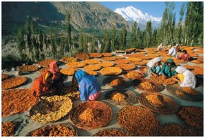 Desiccation of food in open air
