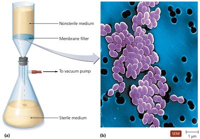 Filtration equipment and filtered bacteria