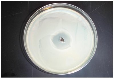 Effect of heavy-metal ions on bacterial growth