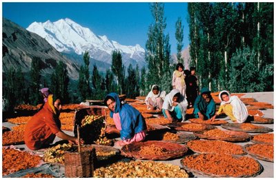 Desiccation as a means of preserving apricots