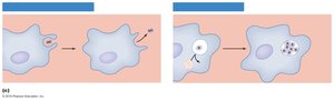 Diagram of antiphagocytic factors