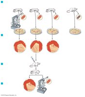Diagram of Koch's postulates
