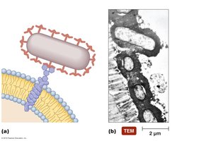 Diagram of microbial adhesion to host cells