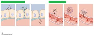 Diagram of extracellular enzyme action in pathogenesis