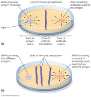 Immunodiffusion precipitation reaction