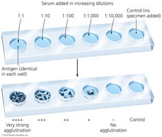Agglutination titration test