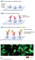 Indirect fluorescent antibody test