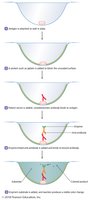 ELISA test procedure and results