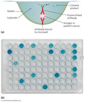 Antibody sandwich ELISA