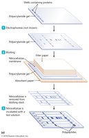 Immunoblotting (western blotting) procedure