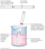 Immunochromatographic dipstick test