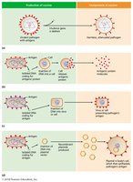 Diagram showing uses of recombinant DNA technology for vaccines