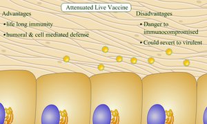 Illustration of advantages and disadvantages of attenuated live vaccines