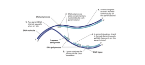 Diagram of DNA replication showing leading and lagging strand synthesis