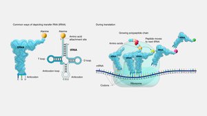 tRNA structure and function in translation