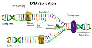 DNA replication fork with labeled enzymes and Okazaki fragments
