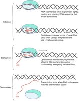 Stages of transcription: initiation, elongation, termination