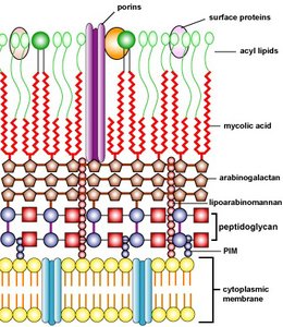Structure of acid-fast cell wall in Mycobacterium
