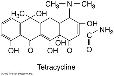 Structure of erythromycin