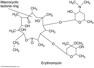 Mechanisms of nucleic acid synthesis inhibition