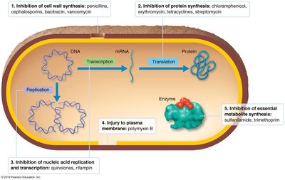 Mechanisms of antimicrobial action on bacterial cell