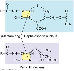 Comparison of cephalosporin and penicillin nuclei