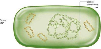 Bacterial cell showing plasmid DNA and chromosomal DNA