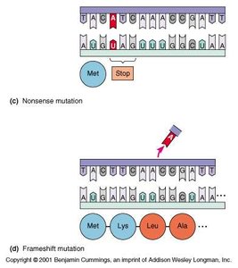 Nonsense and frameshift mutation diagrams