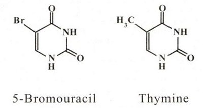 5-bromouracil and thymine structures