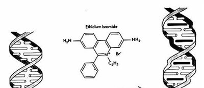 Ethidium bromide structure and DNA intercalation