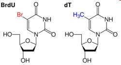 BrdU and dT chemical structures