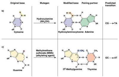 Chemical alteration of nucleotides