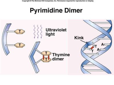 Pyrimidine dimer formation by UV light