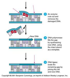 DNA repair mechanism diagram