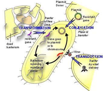 Transduction process diagram