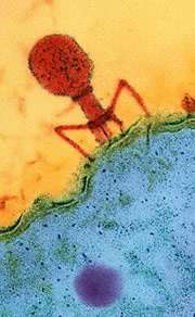 Bacteriophage infecting bacterial cell