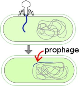 Bacteriophage integrating DNA into bacterial chromosome