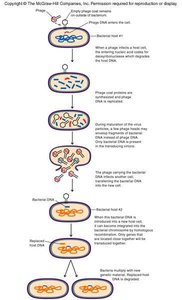 Generalized and specialized transduction diagram