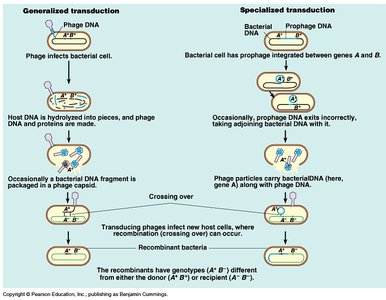 Transduction steps