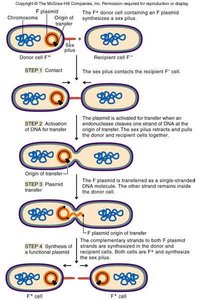 Conjugation process diagram