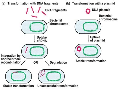 Transformation with DNA fragments and plasmids