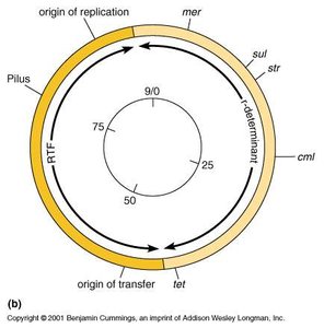 Plasmid structure and antibiotic resistance genes